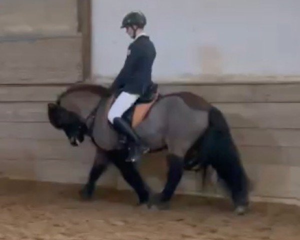 dressage horse Einar vom Kolleshof (unknown, 2007)