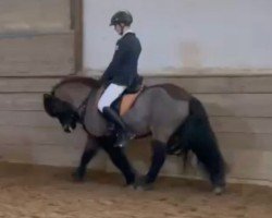 dressage horse Einar vom Kolleshof (unknown, 2007)