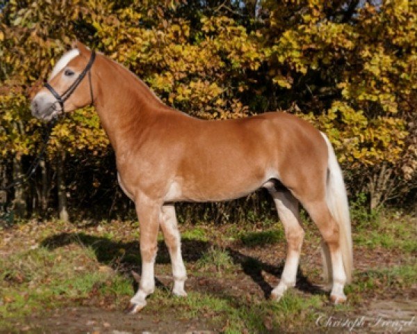 horse Wetterstein (Haflinger, 2017, from Winterzauber)