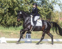 dressage horse Despacito de Sueno (Oldenburg, 2020, from Desperados FRH)