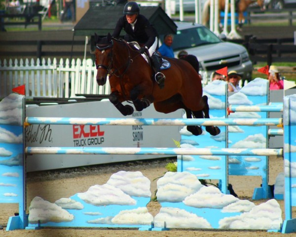 Springpferd Cafino (Schwedisches Warmblut, 2003, von VDL Cardento 933)