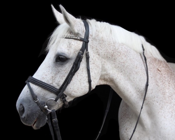 horse Lancer 71 (Saxony-Anhaltiner, 1994, from Lancetto 93)