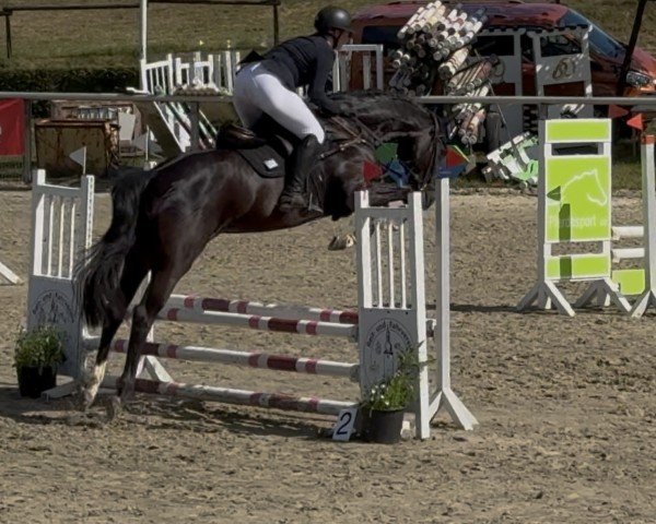 broodmare Pintados C'est La Vie (Holsteiner, 2014, from Soel'rings Classix Royal)