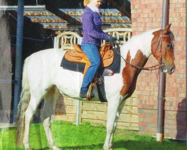 horse Aiden (Pinto with riding horses pedigree, 2006, from Ashur Ibn Akino)