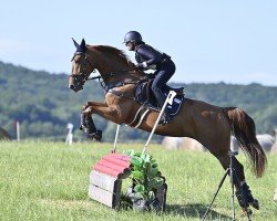 Springpferd Grace Perry ZGE (Österreichisches Warmblut, 2019, von Lord Perry W)
