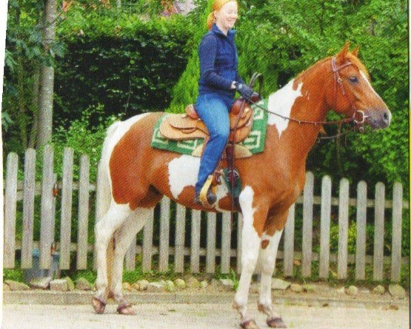horse Askalino (Pinto with riding horses pedigree, 2007, from Ashur Ibn Akino)