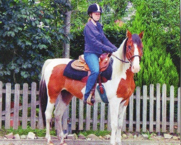 horse Akido (Pinto with riding horses pedigree, 2008, from Ashur Ibn Akino)
