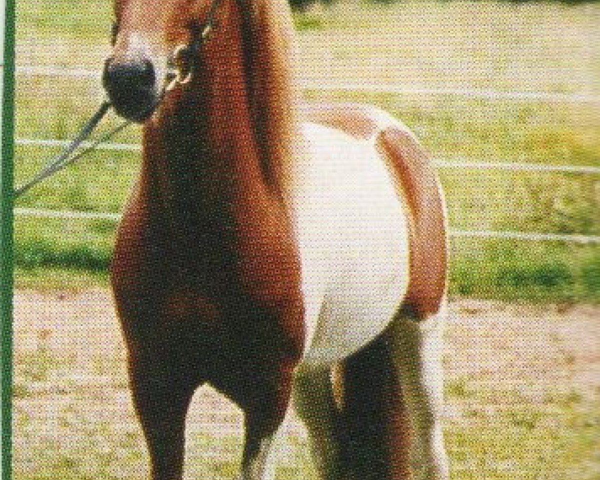 stallion Tamin von Skeifa (Iceland Horse, 1997, from Excalibur von Mýrarbær)