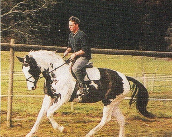 Pferd Irco Silva (Schweizer Warmblut,  , von Irco Pino H)