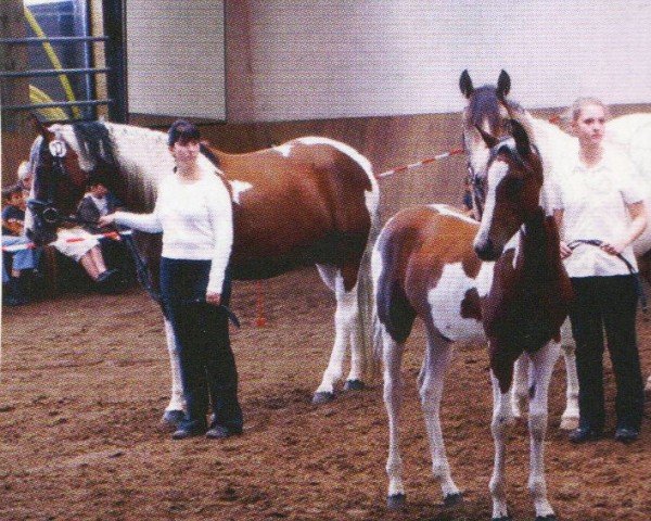 horse Amunja (Pinto with riding horses pedigree, 2007, from Ashur Ibn Akino)