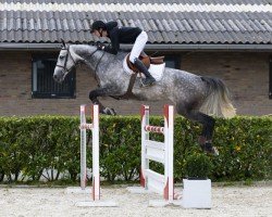 Springpferd Acometa Gold (Oldenburger Springpferd, 2019, von Acomet)