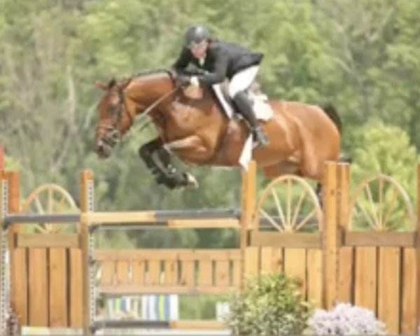 horse Waminka (KWPN (Royal Dutch Sporthorse), 2003, from Goodtimes)