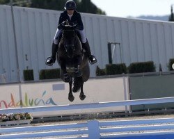 jumper Oddity Allegro (KWPN (Royal Dutch Sporthorse), 2019, from I'm Special de Muze)