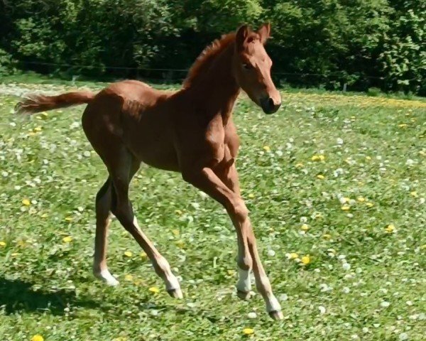 foal by Dream of Olymp (Oldenburg, 2025, from Glock's Dream Boy)
