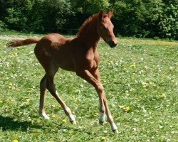 Puledro di Dream of Olymp (Oldenburger, 2025, di Glock's Dream Boy)