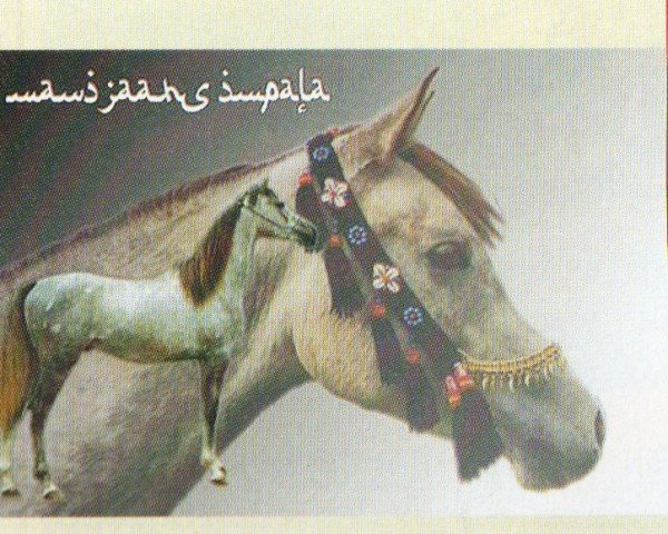 horse Impala (Arabian, 2004, from Mario Padron ox)