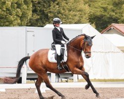 dressage horse Tiffany 423 (German Sport Horse, 2018, from Birkhof's Topas Fbw)