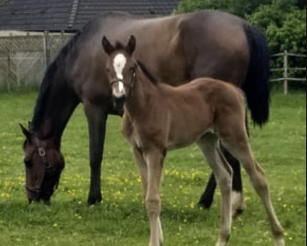 horse Stute von Connor / Quirado (Holsteiner, 2024, from Connor 48)