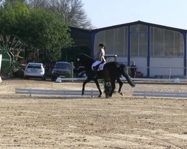 Großes Reit- und Springturnier Bühren-Breckerfeld 2014