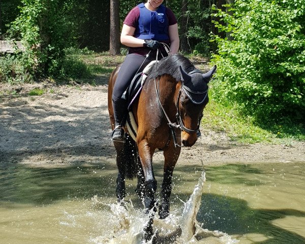 horse Campari 342 (Polish Warmblood, 2005, from Emetyt AA)