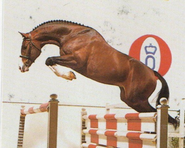 horse Stallone (Oldenburg, 1989, from Sandro)