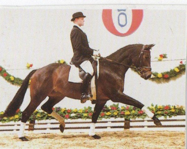 Pferd Wonderful Lady (Oldenburger, 1991, von Wendehals)