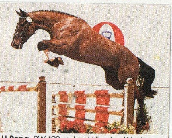 horse Li Peng (Oldenburg, 1990, from Lord Liberty)