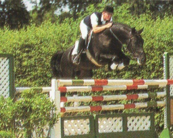 horse Playback (Oldenburg, 1991, from Polydor)