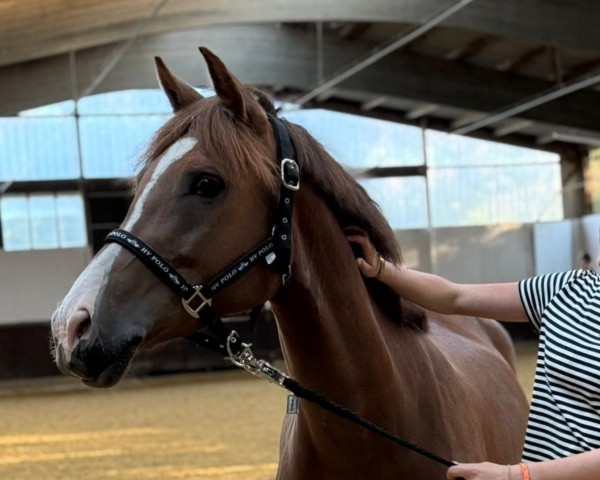 broodmare Nala (German Riding Pony, 2019, from Bartez)