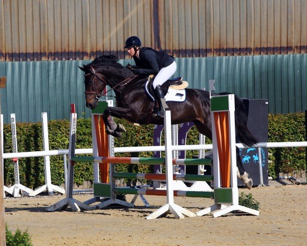 horse Comme Quidam v/d Braembeier Z (Zangersheide riding horse, 2020, from Comme il Faut)