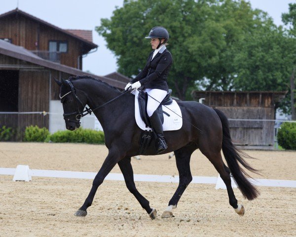 dressage horse Fürst Flin (German Sport Horse, 2016, from Fürst Wilhelm)