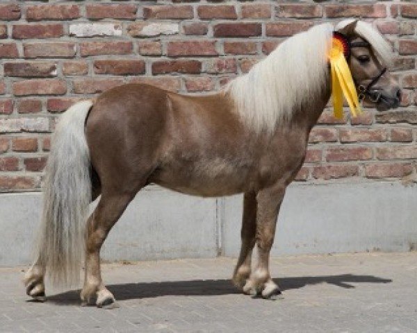 stallion Elian vom Twefel (Shetland pony (under 87 cm), 2022, from Krummhörn`s Elmar)