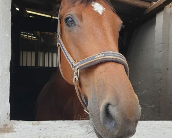 Springpferd Sapea (Mecklenburger, 2010, von Sergeant Pepper I)