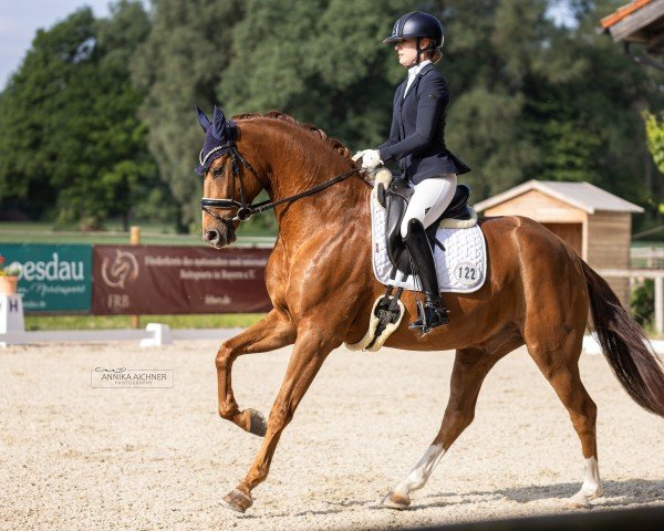dressage horse Feeling My Way (Hanoverian, 2020, from Blue Hors Fifty Cent)
