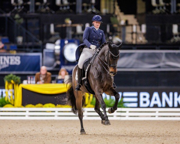 dressage horse Tallahassee 3 (Oldenburg, 2014, from Tomahawk)