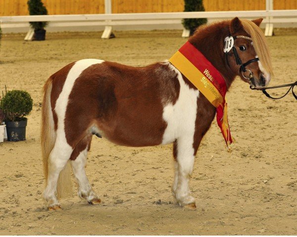 Deckhengst Moorguts Einstein (Shetland Pony (unter 87 cm), 2022, von Krummhörn`s Elmar)