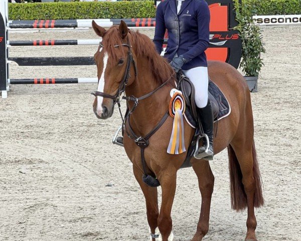 broodmare Coachella W 2 (Westphalian, 2018, from Captain Jack 44)