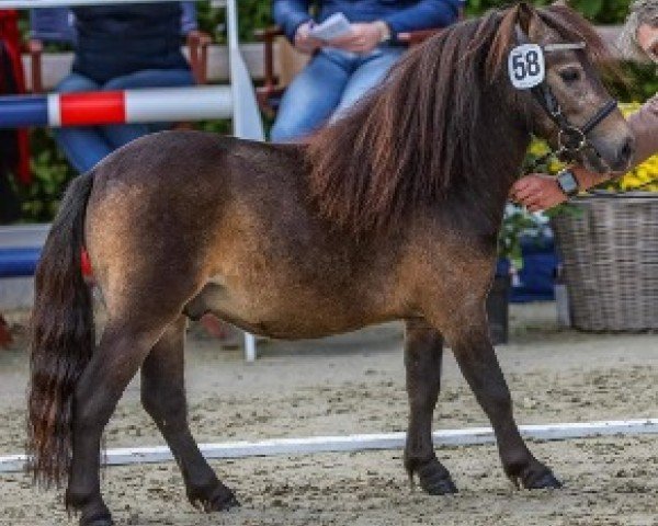 Pferd Moorguts Emil (Shetland Pony (unter 87 cm), 2022, von Krummhörn`s Elmar)