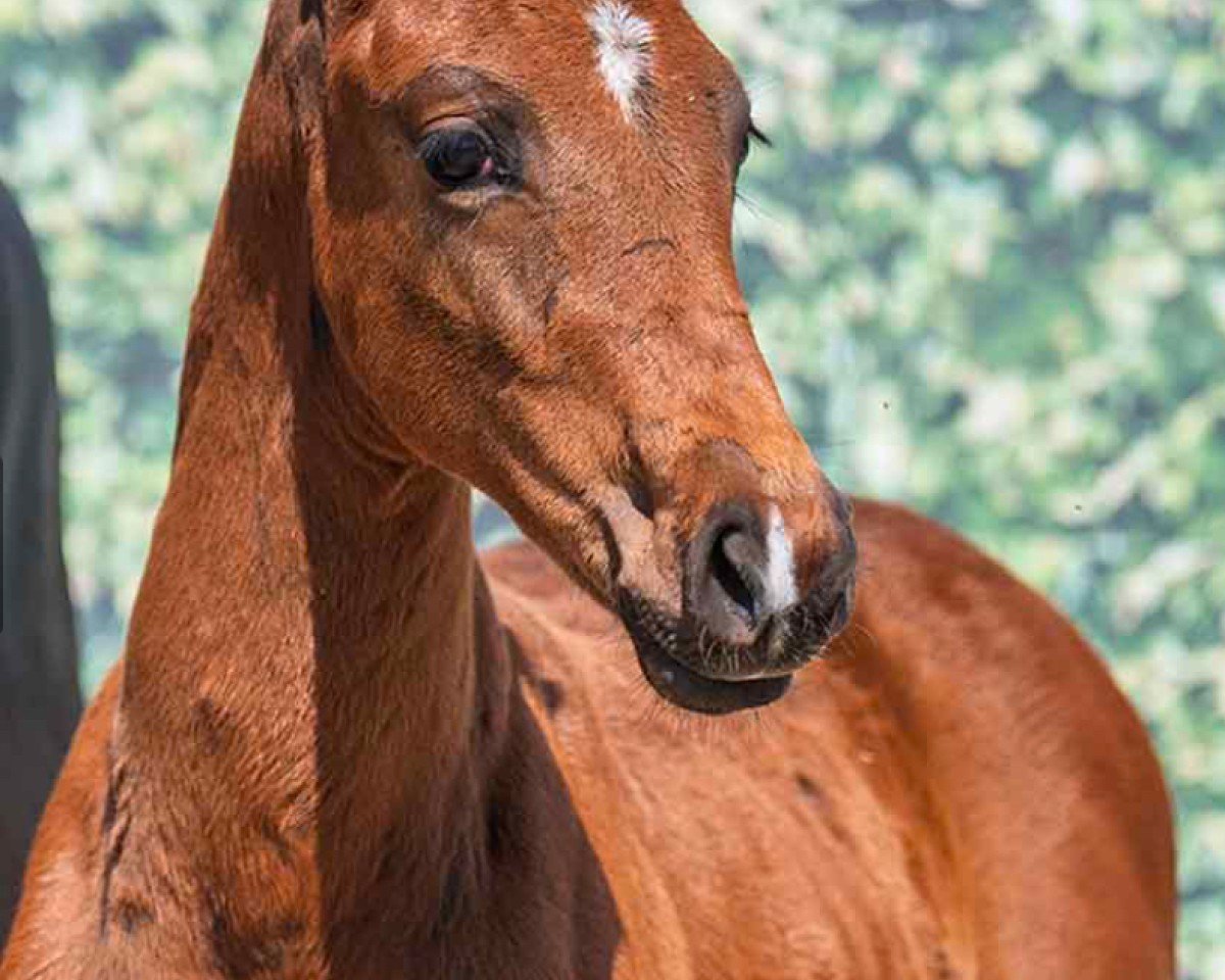 foal by Crescendo (Westphalian, 2025, from Chacfly PS)
