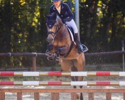 eventing horse Westsachsens Ashley (German Riding Pony, 2019, from Grando)