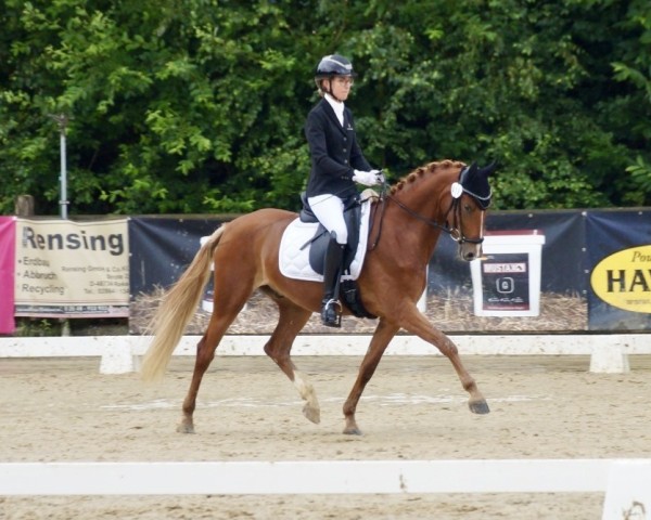 Dressurpferd Golden Fox 17 (Deutsches Reitpony, 2021, von Gluckspilz Wf)