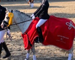 dressage horse Voermanhof Zidane (Welsh mountain pony (SEK.A), 2017)