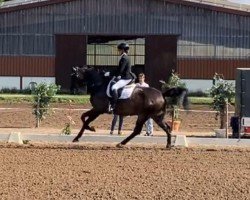 dressage horse Limmelom (Hanoverian, 2020, from Labbadio)