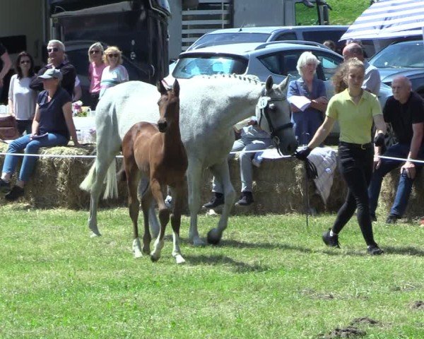 Hannoveraner Fohlenschau Hohnstorf 2025