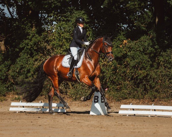 dressage horse Valentino 473 (Oldenburg, 2021, from Vivaldi)
