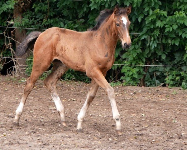 Pferd Rivana (Deutsches Reitpferd, 2024, von Ragazy de La Serre)