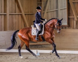 Pferd Take It Easy SBH (Belgisches Warmblut, 2019, von Glock's Johnson Tn)