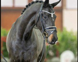 dressage horse Johann W (Hanoverian, 2020, from Jovian)