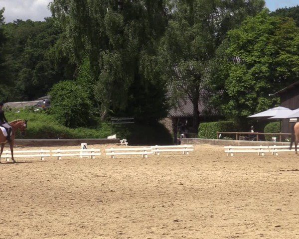 Reitturnier Schwerte-Gut Kückshausen 2025