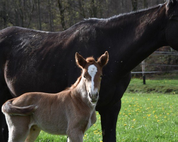 Pferd Fanta vom Buchhaus (Alt Württemberger, 2024, von LVV Sol)